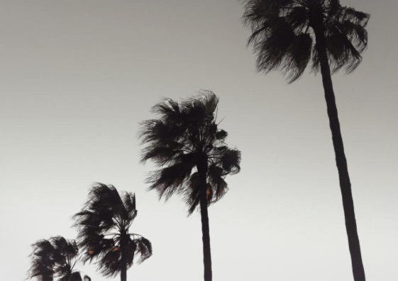 Palm