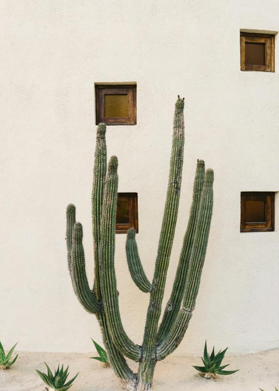 Cabo Cactus IX