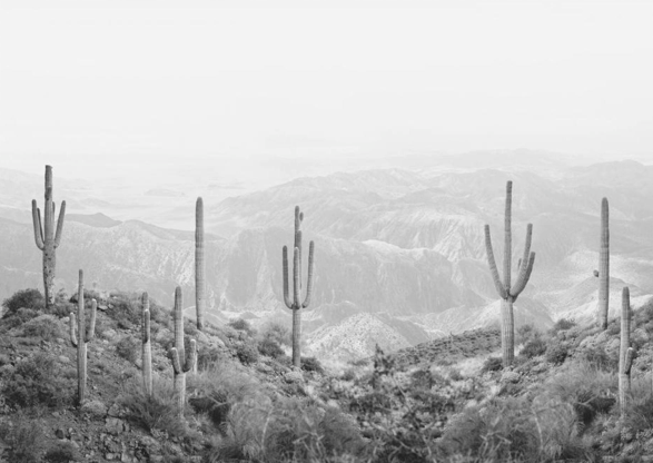 Western Cactus
