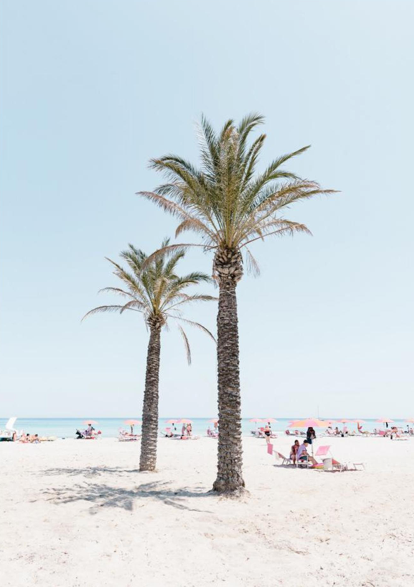 Palm tree at the beach