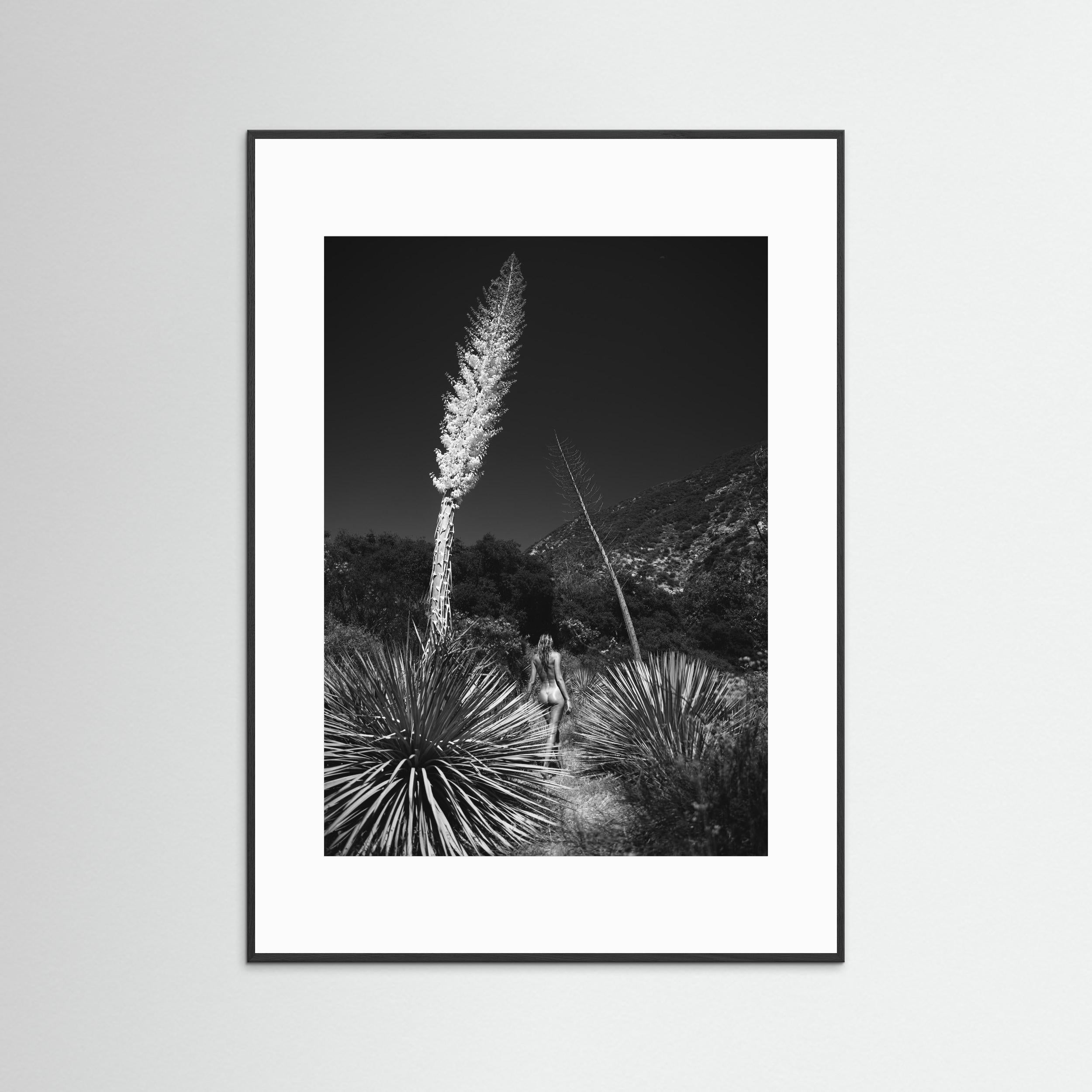 Agave Bloom
