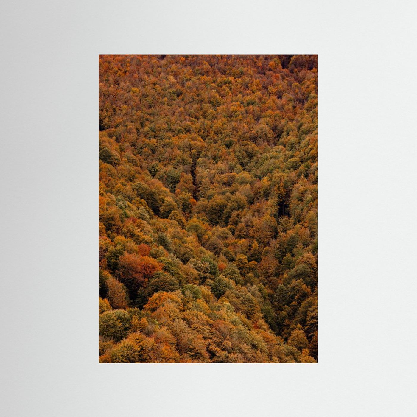 Autumn Forest 03 by Javier Pardina