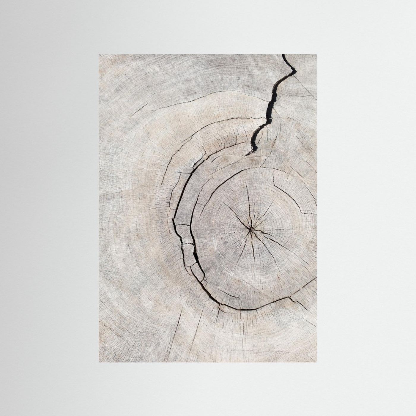 Rings by Pictufy Studio Iii