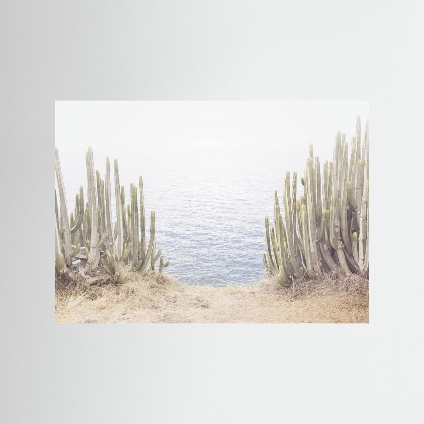 Ocean Cactus