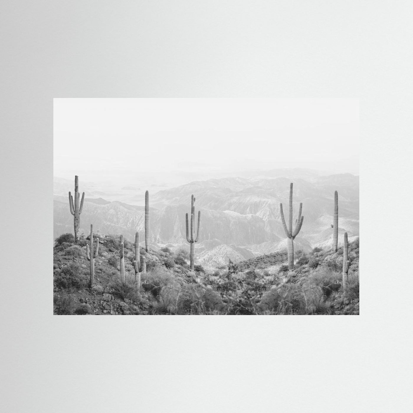 Western Cactus