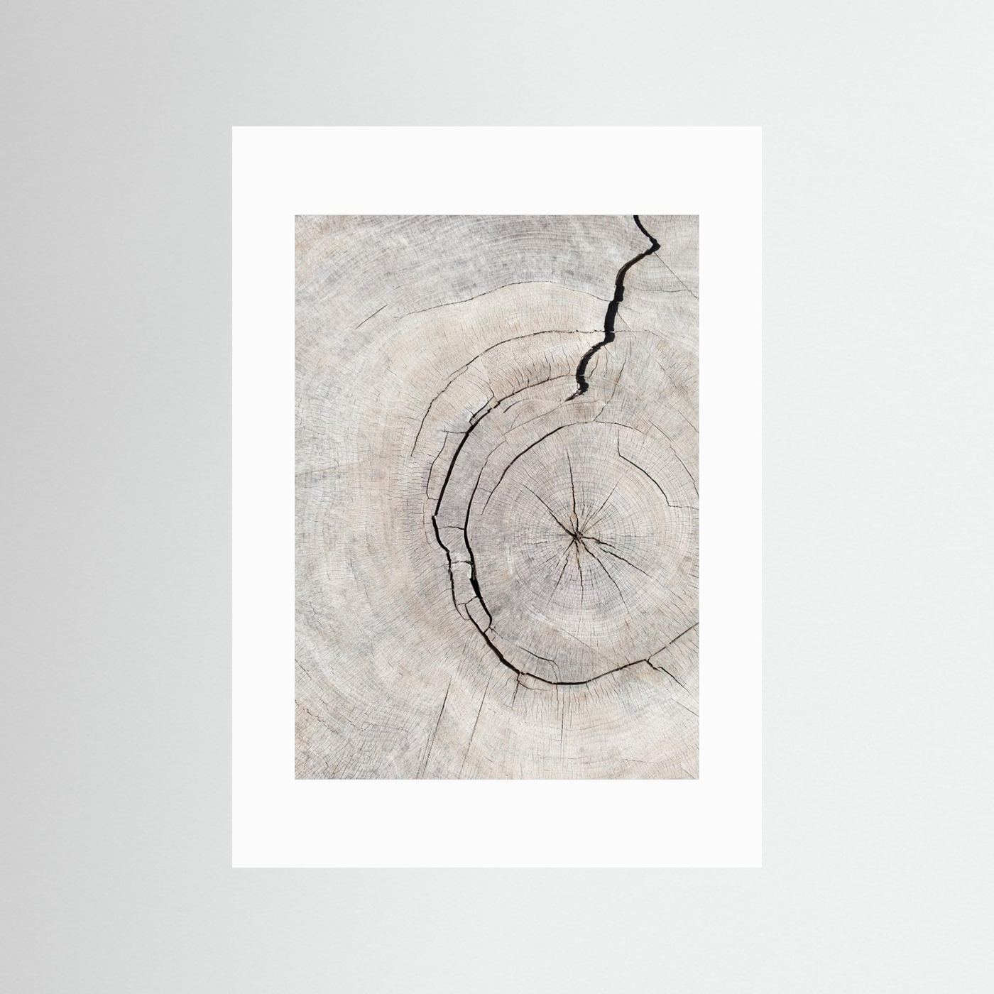 Rings by Pictufy Studio Iii
