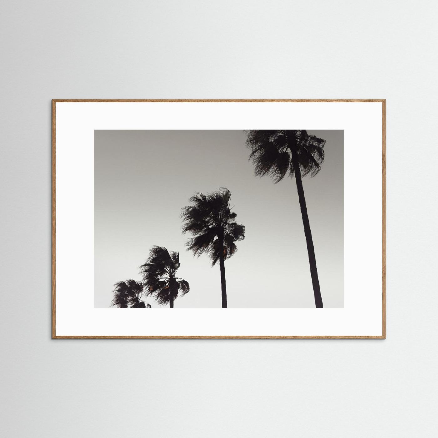 Palm_004 by Pictufy Studio Iii
