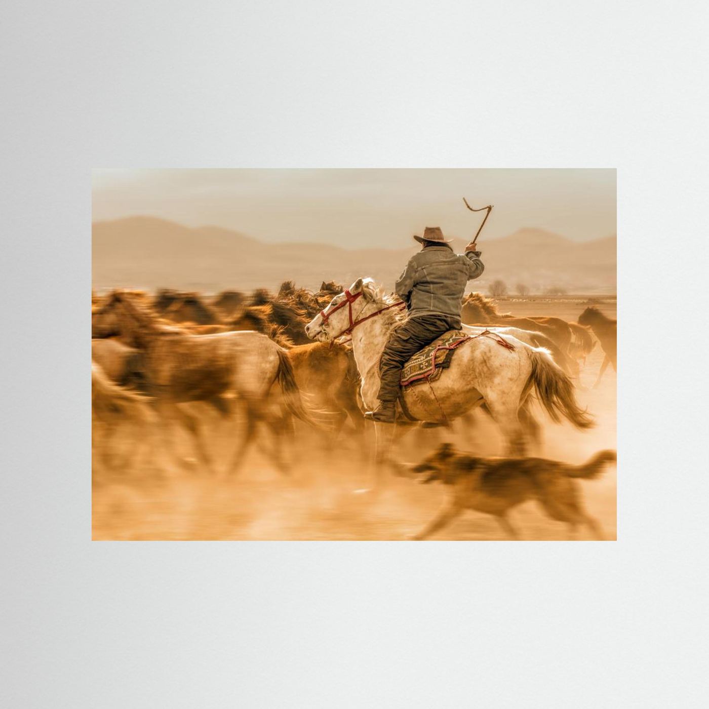Wild horses (aka Yılkı Atları)