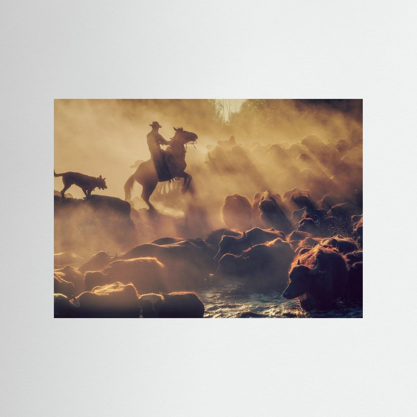 The buffalo shepherd