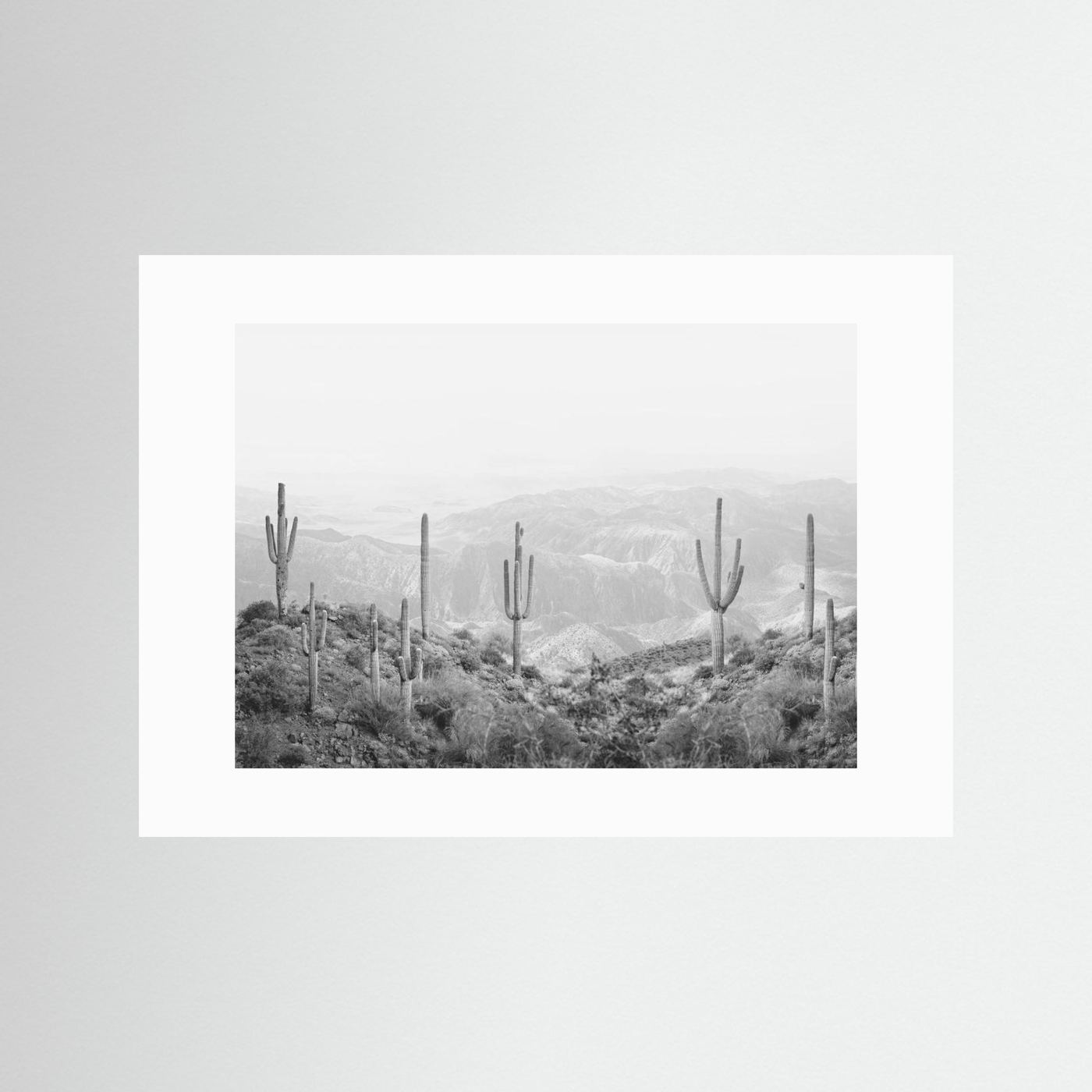 Western Cactus