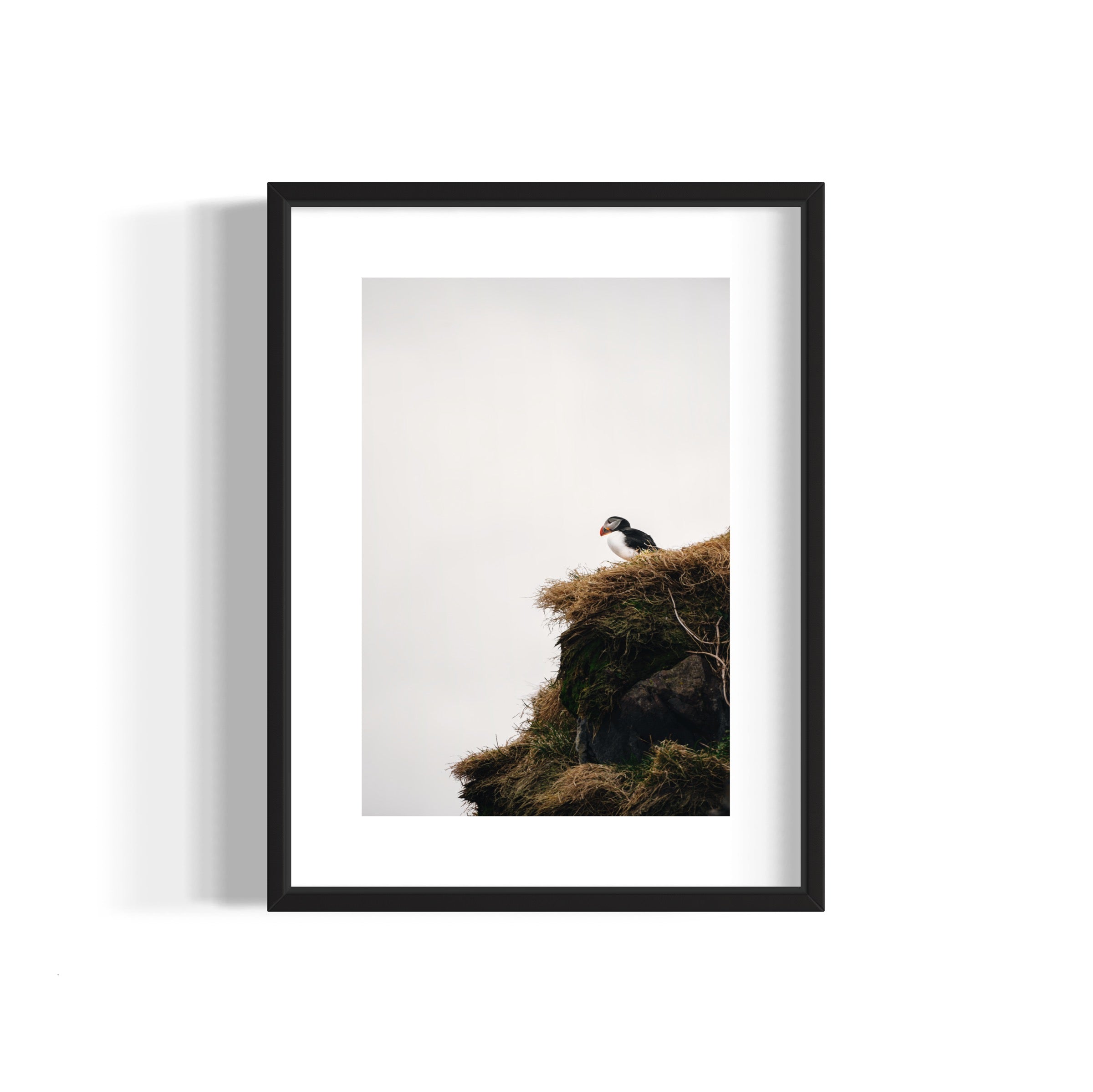 Puffin - Wall of Venus