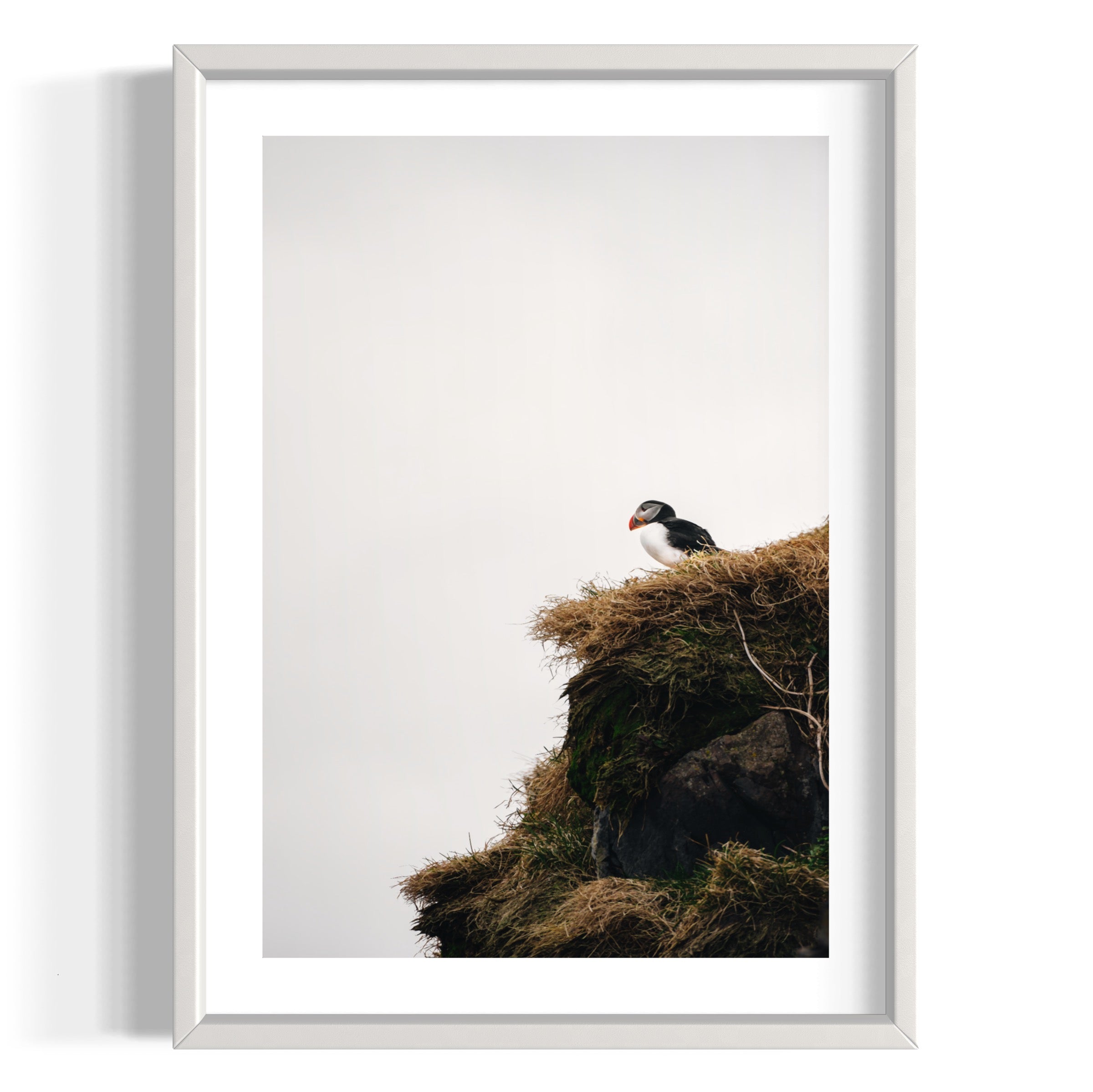 Puffin - Wall of Venus