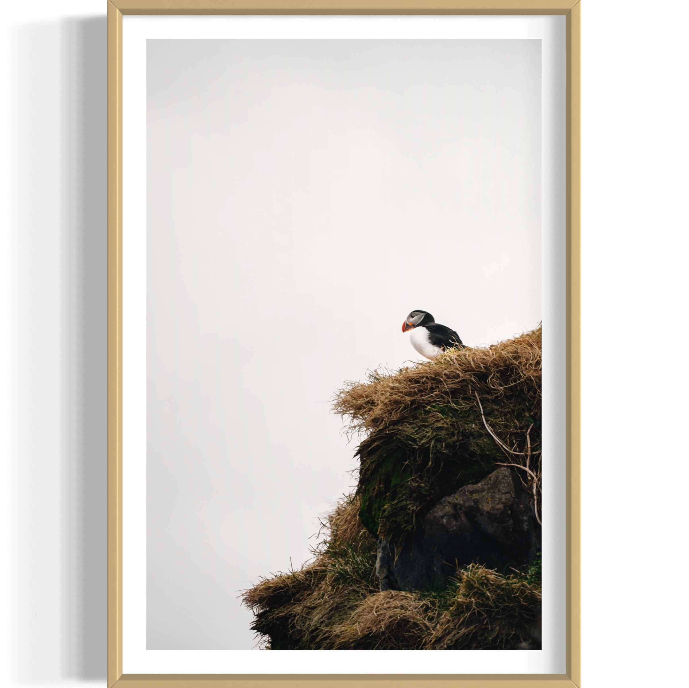 Puffin - Wall of Venus