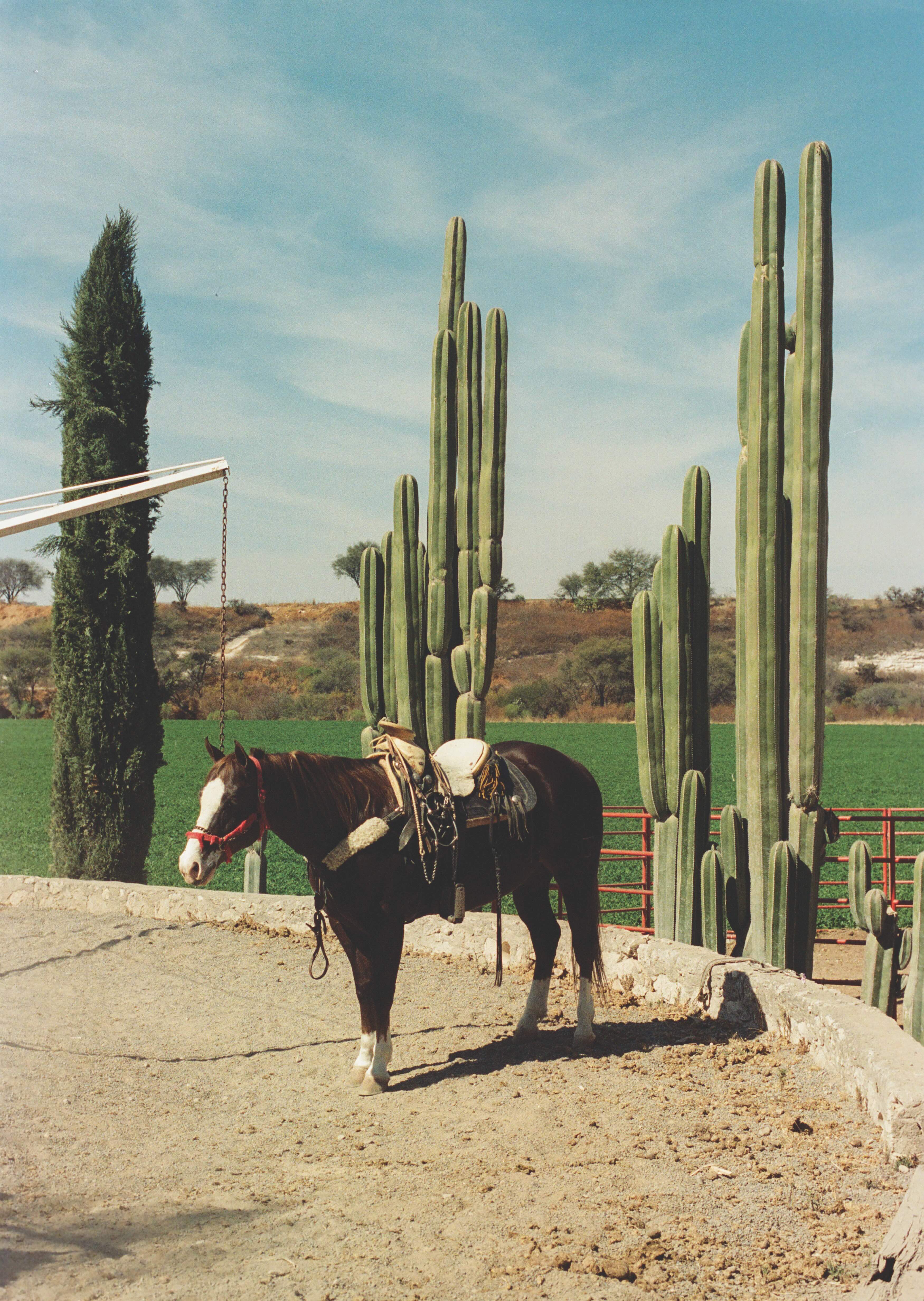 Rancho El Soyate - Wall of Venus