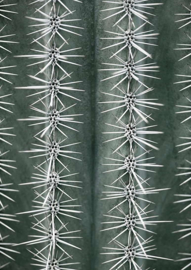 Sharp Cactus Pattern