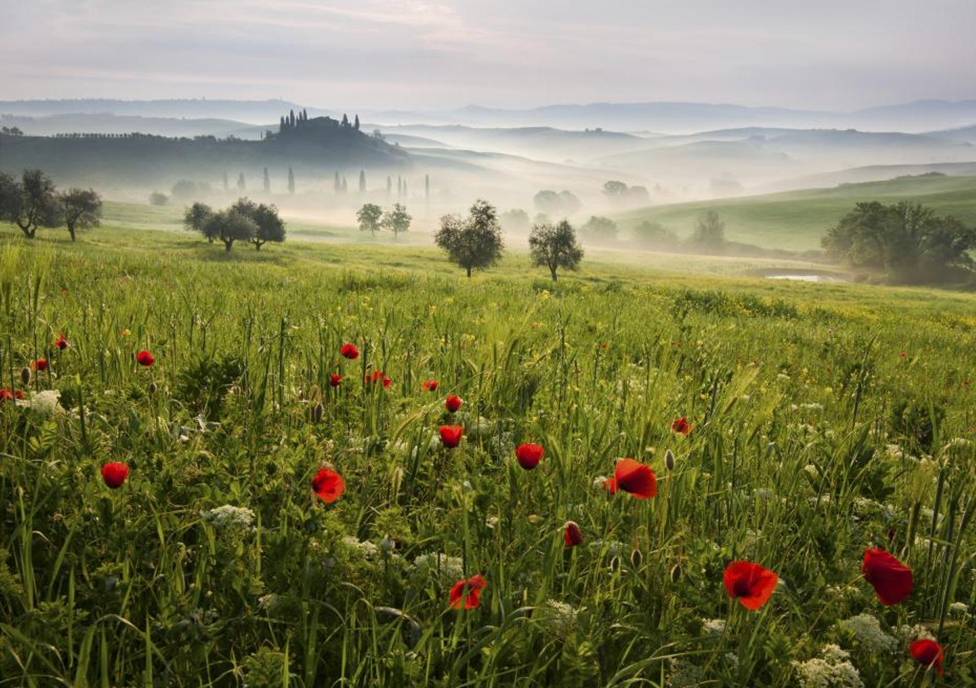 Tuscan spring