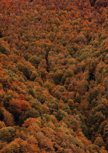 Autumn Forest 03