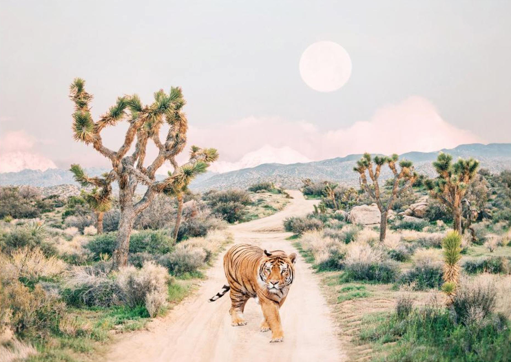 Wandering Tiger