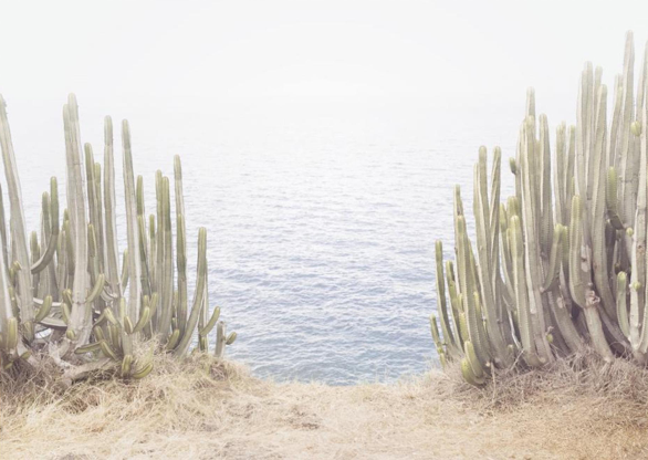 Ocean Cactus