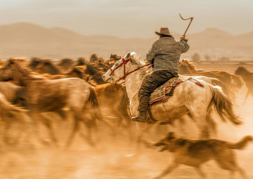 Wild horses (aka Yılkı Atları)