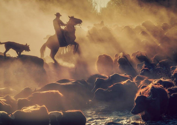 The buffalo shepherd