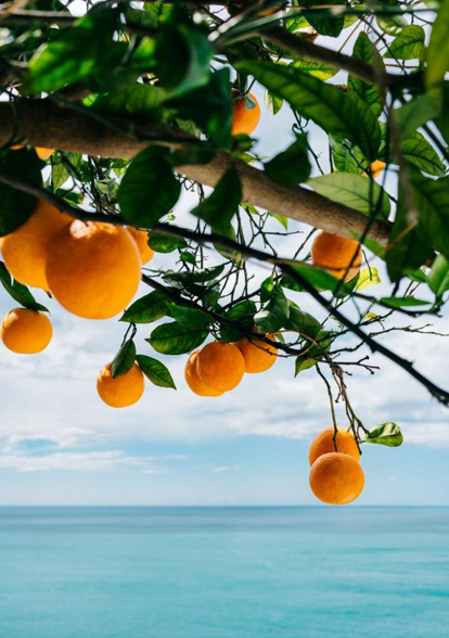 Amalfi Coast Oranges IV