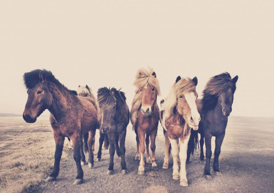 Horses