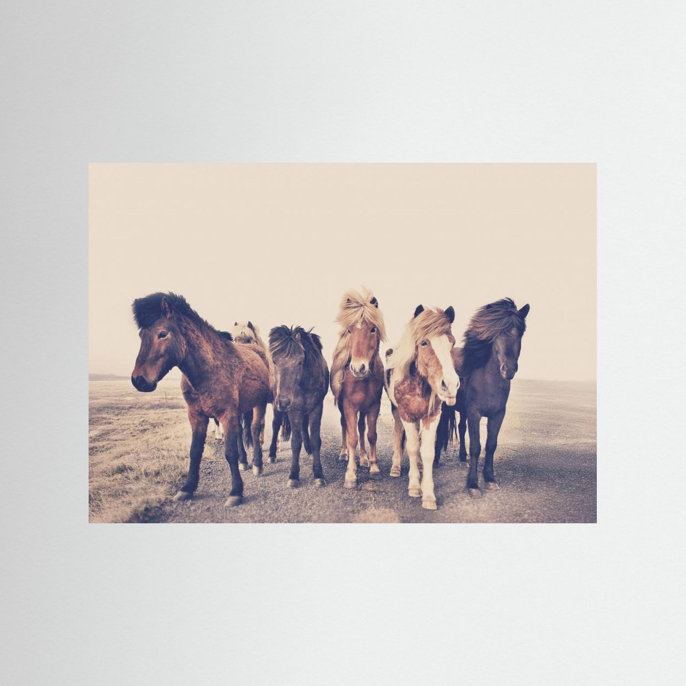 Horses 