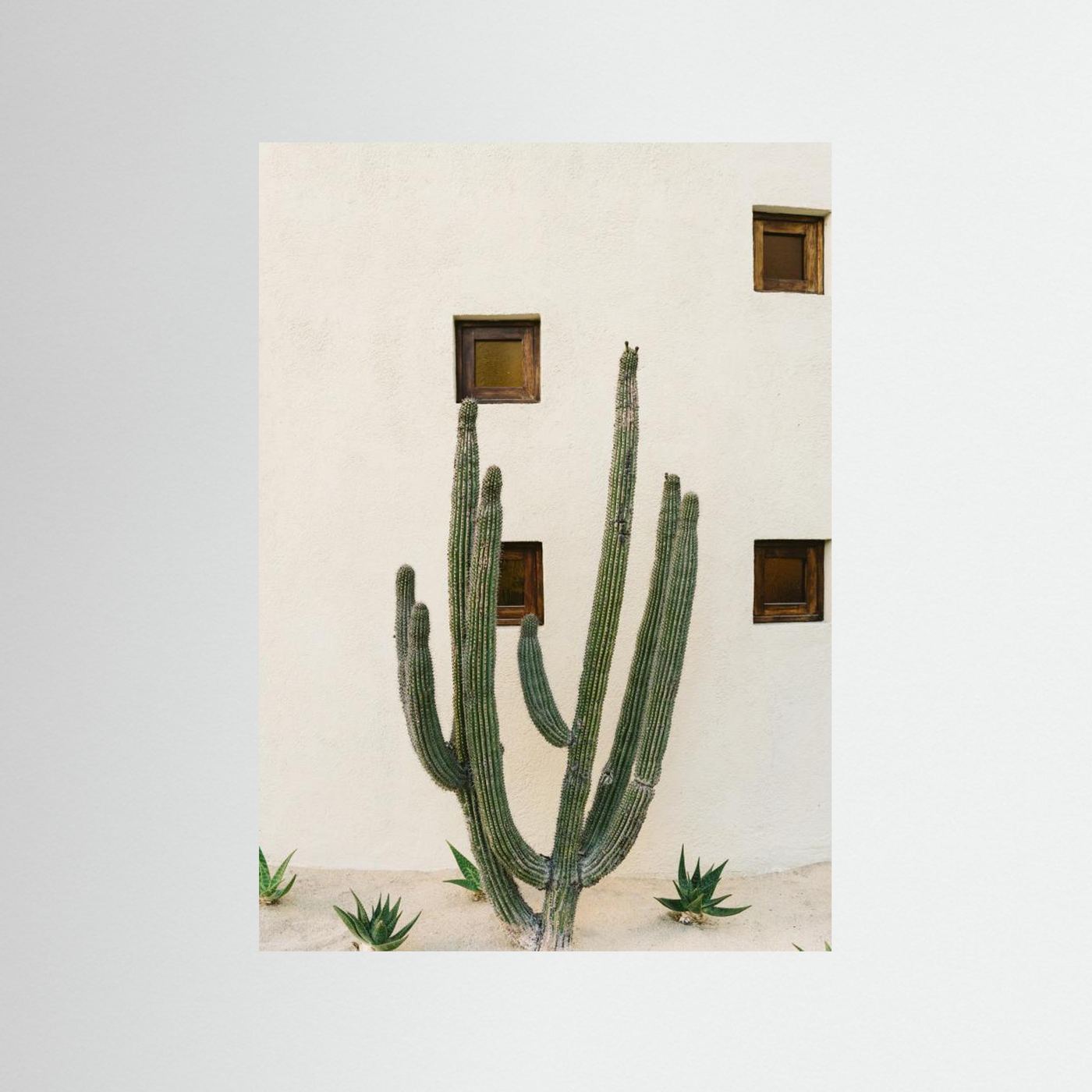 Cabo Cactus IX by Bethany Young