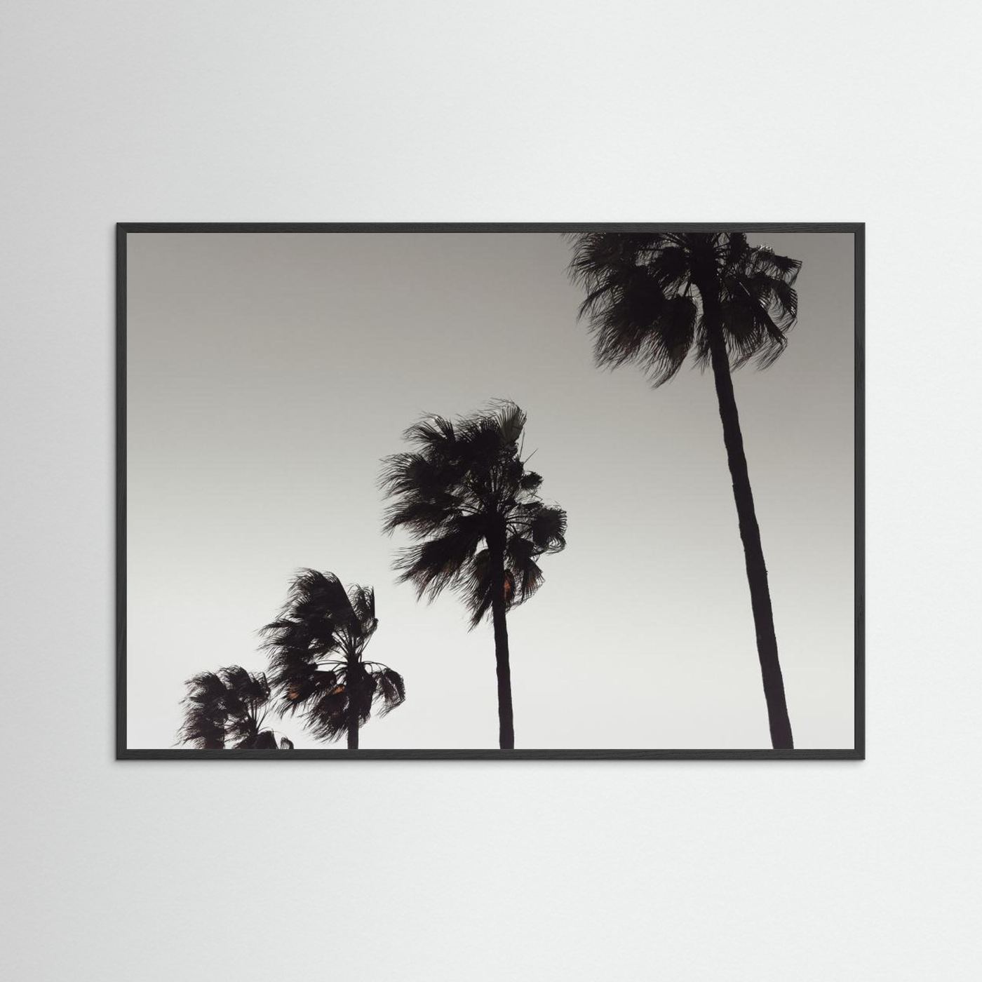 Palm_004 by Pictufy Studio Iii