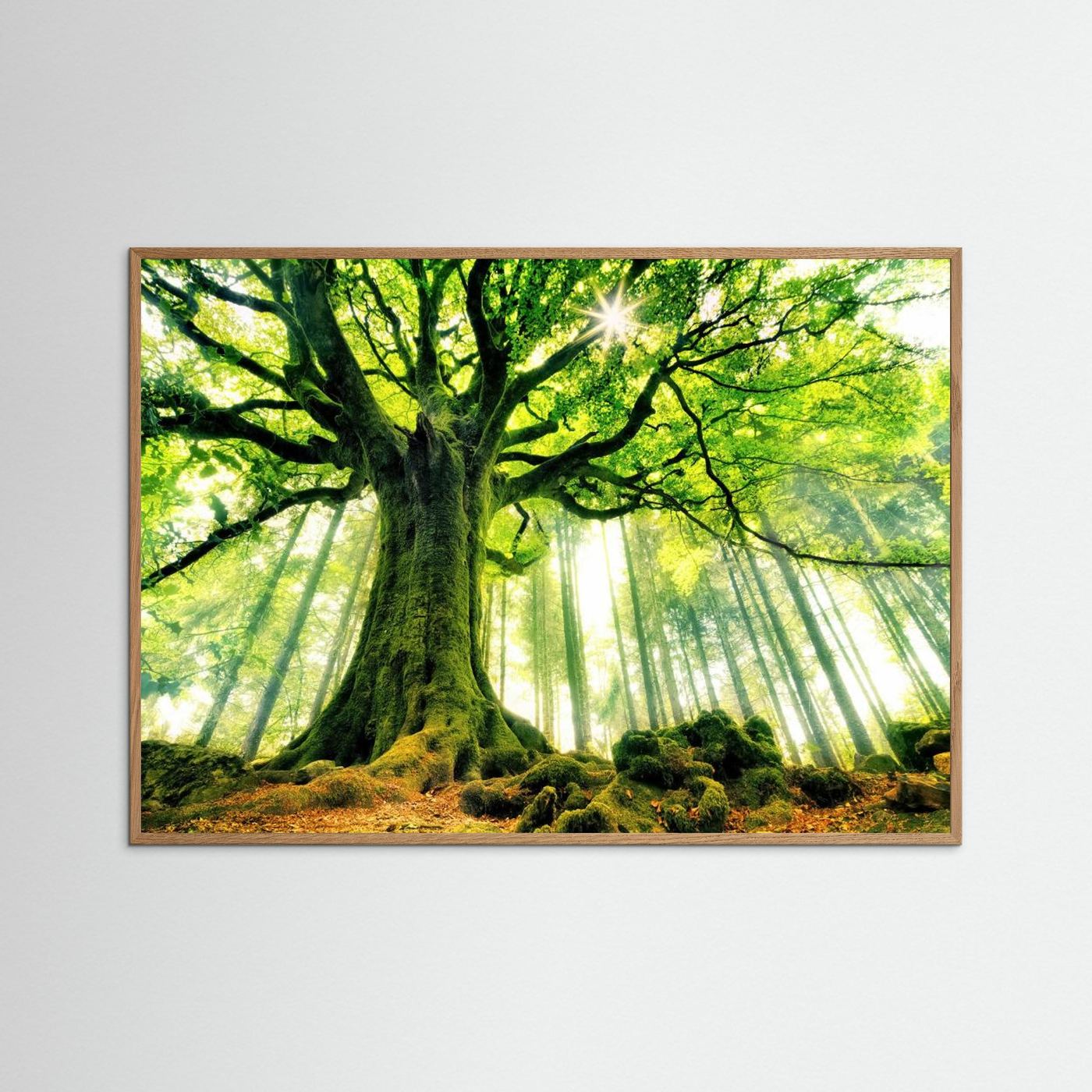 Ponthus' Beech by Christophe Kiciak