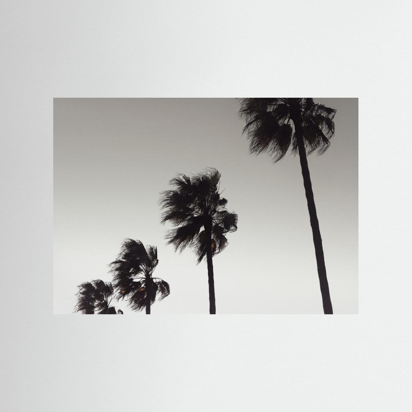 Palm_004 by Pictufy Studio Iii