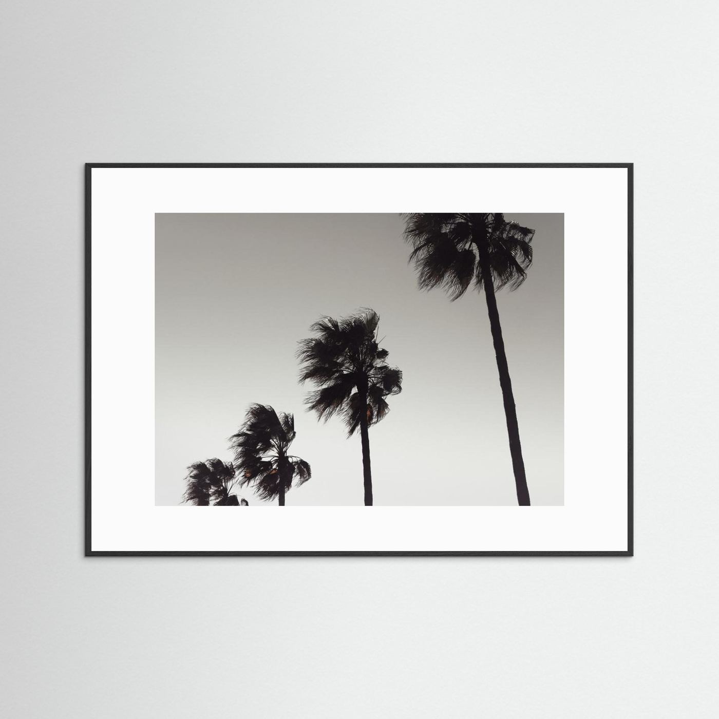 Palm_004 by Pictufy Studio Iii