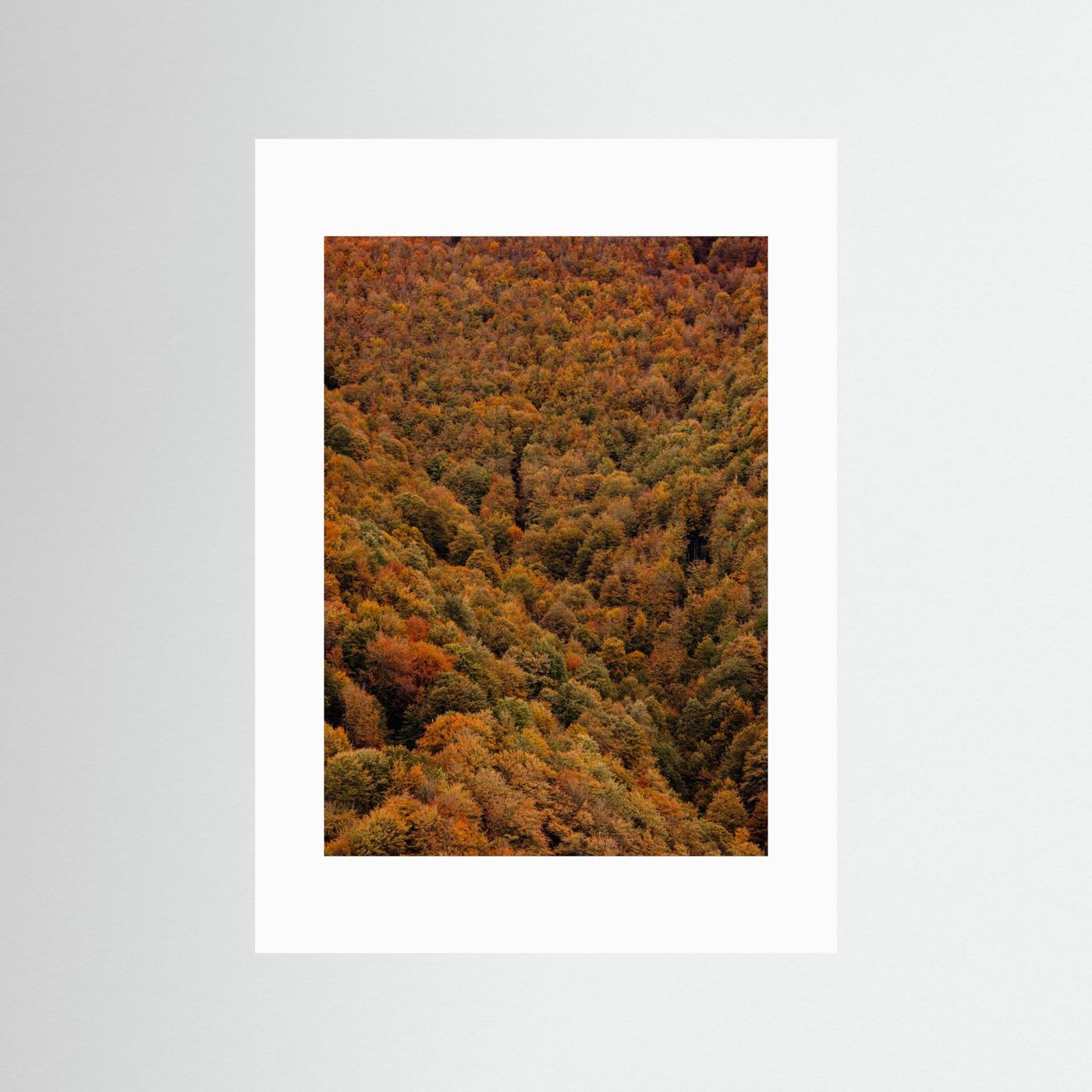 Autumn Forest 03 by Javier Pardina