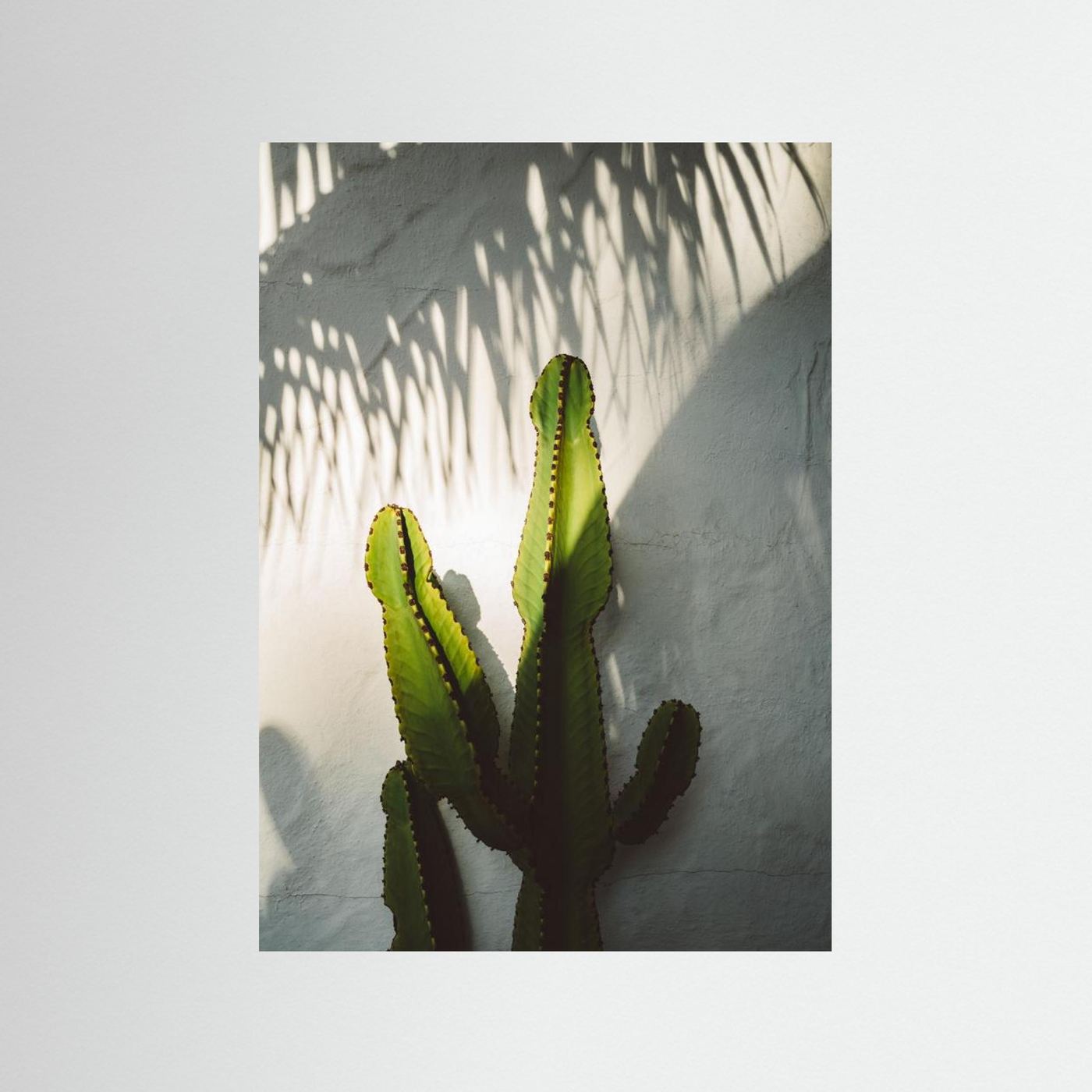 Socal Shadows by Bethany Young